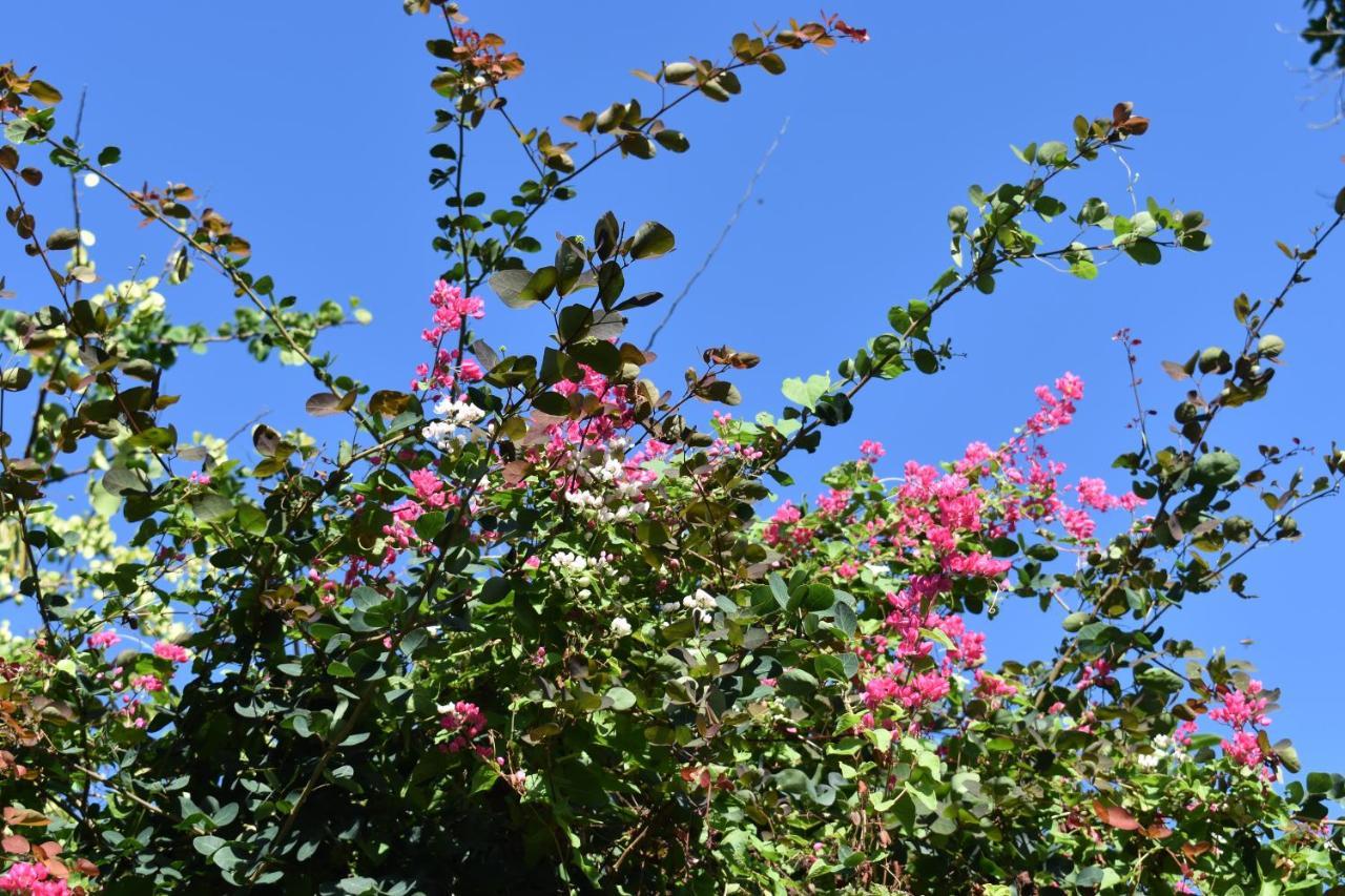 Les Antigones Bed and Breakfast Port Mathurin Exteriör bild